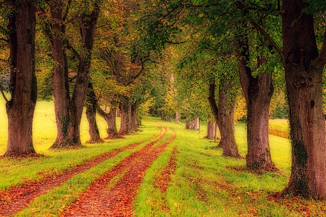 Parcul Herăstrău: Explorare detaliată a Parcului Herăstrău, inclusiv grădinile sale, lacul și locurile culturale.